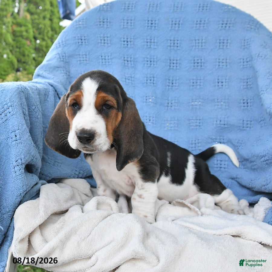 Basset Hound dogs Chuck - Ad 2