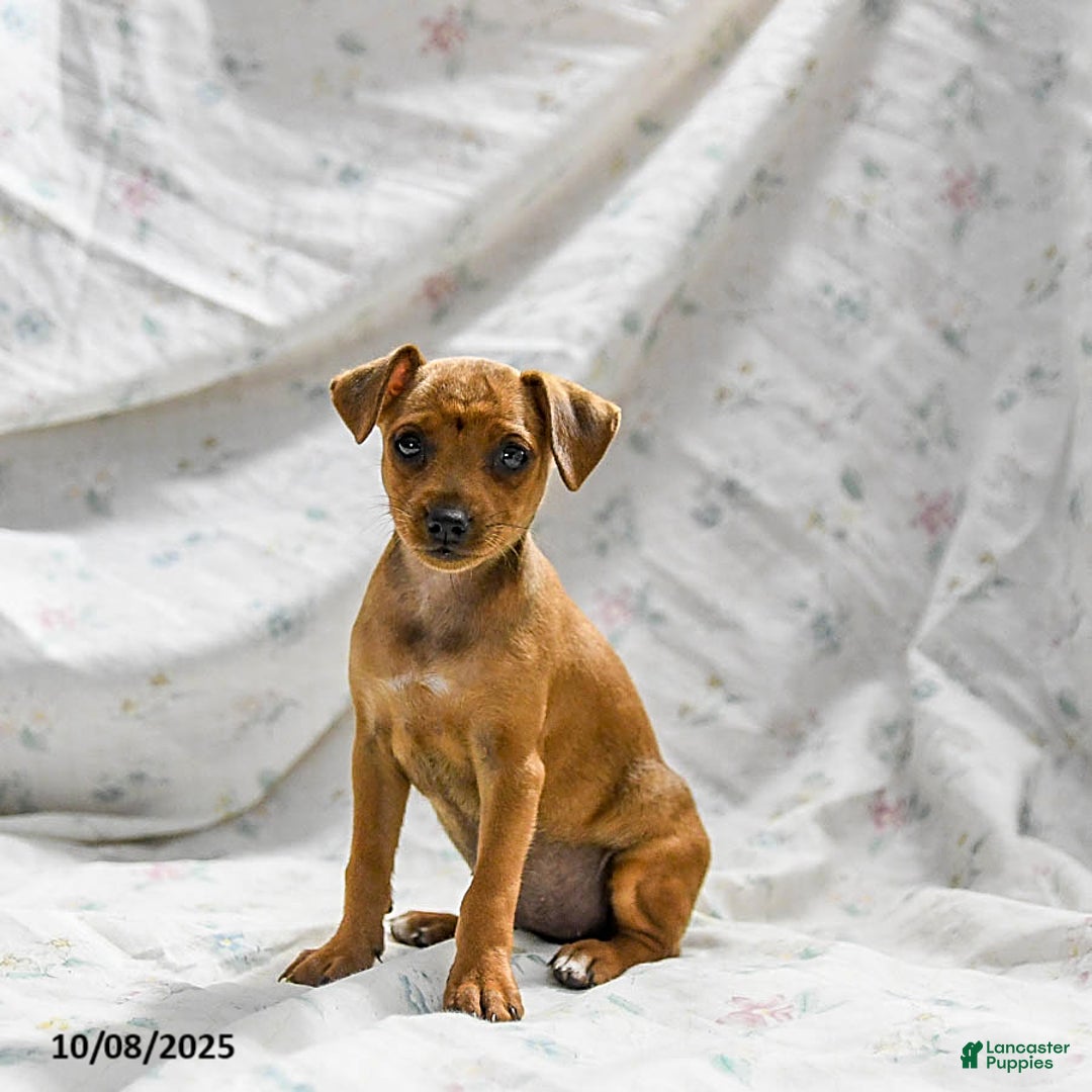 Miniature Pinscher dogs for sale: Nutella - Ad 4