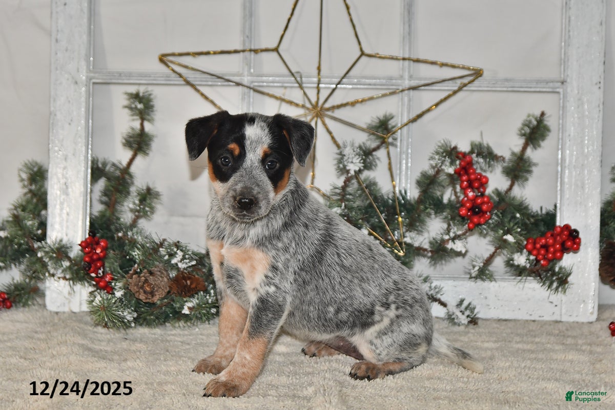Australian Cattle Dog dogs Bella   - Ad 16