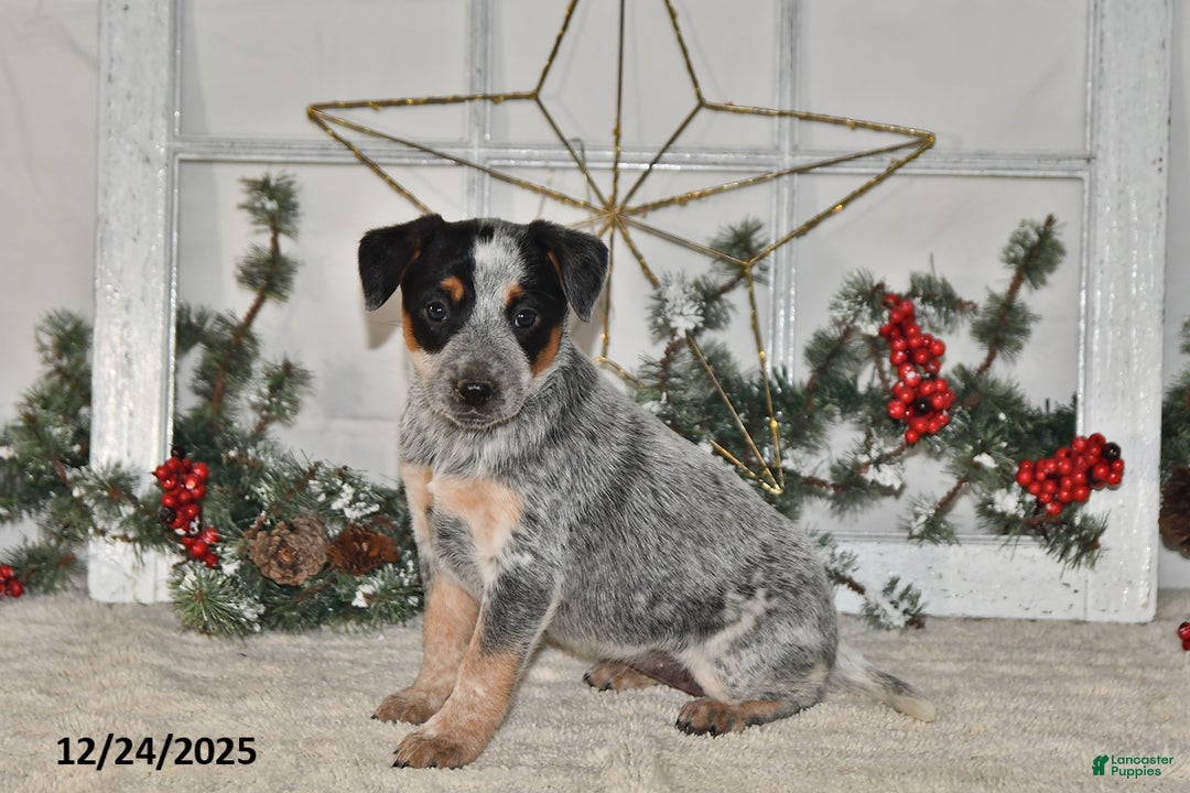 Australian Cattle Dog dogs for sale: Bella   - Ad 1