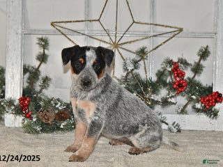 Australian Cattle Dog dogs Bella - Ad 16