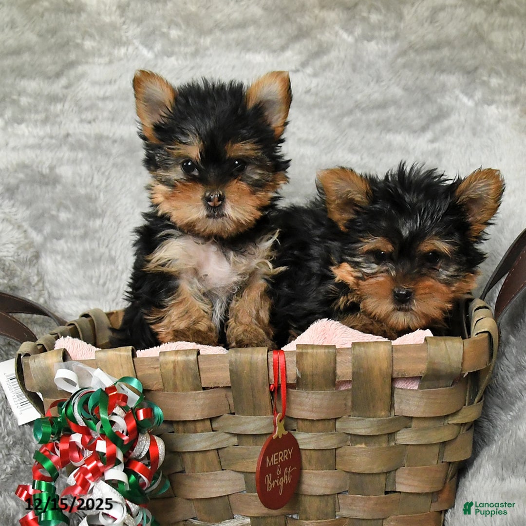 Yorkshire Terrier dogs for sale: Freddy - Ad 3