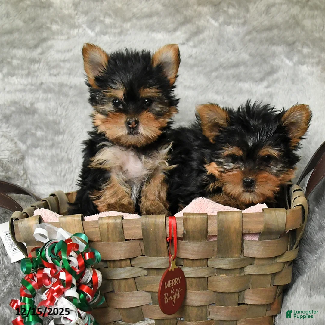 Yorkshire Terrier dogs for sale: Freddy - Ad 3