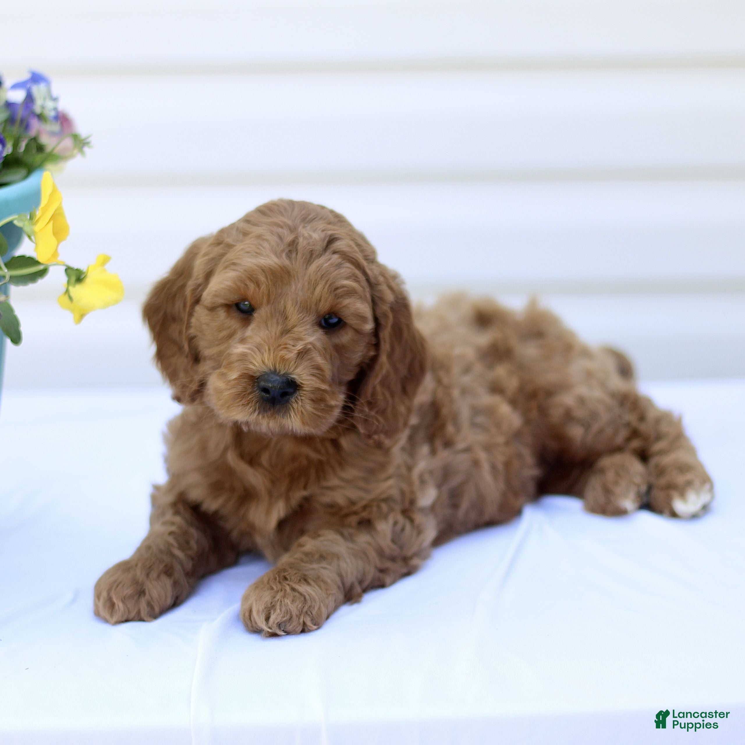 Mini Goldendoodle dogs Shawn  - Ad 2