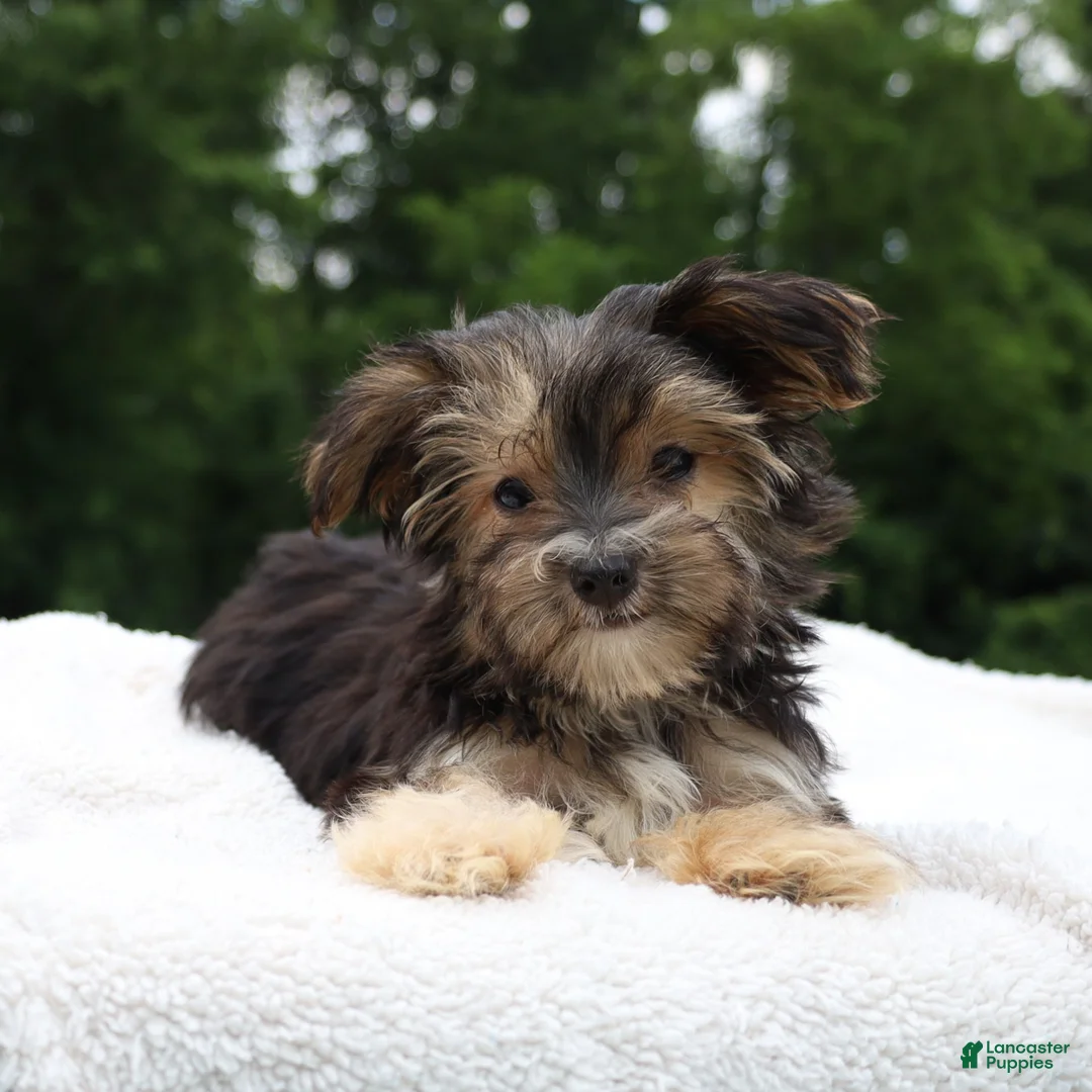 Morkie dogs for sale: Benji - Ad 7