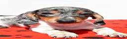 Dachshund dogs for sale: Bo - Ad 6