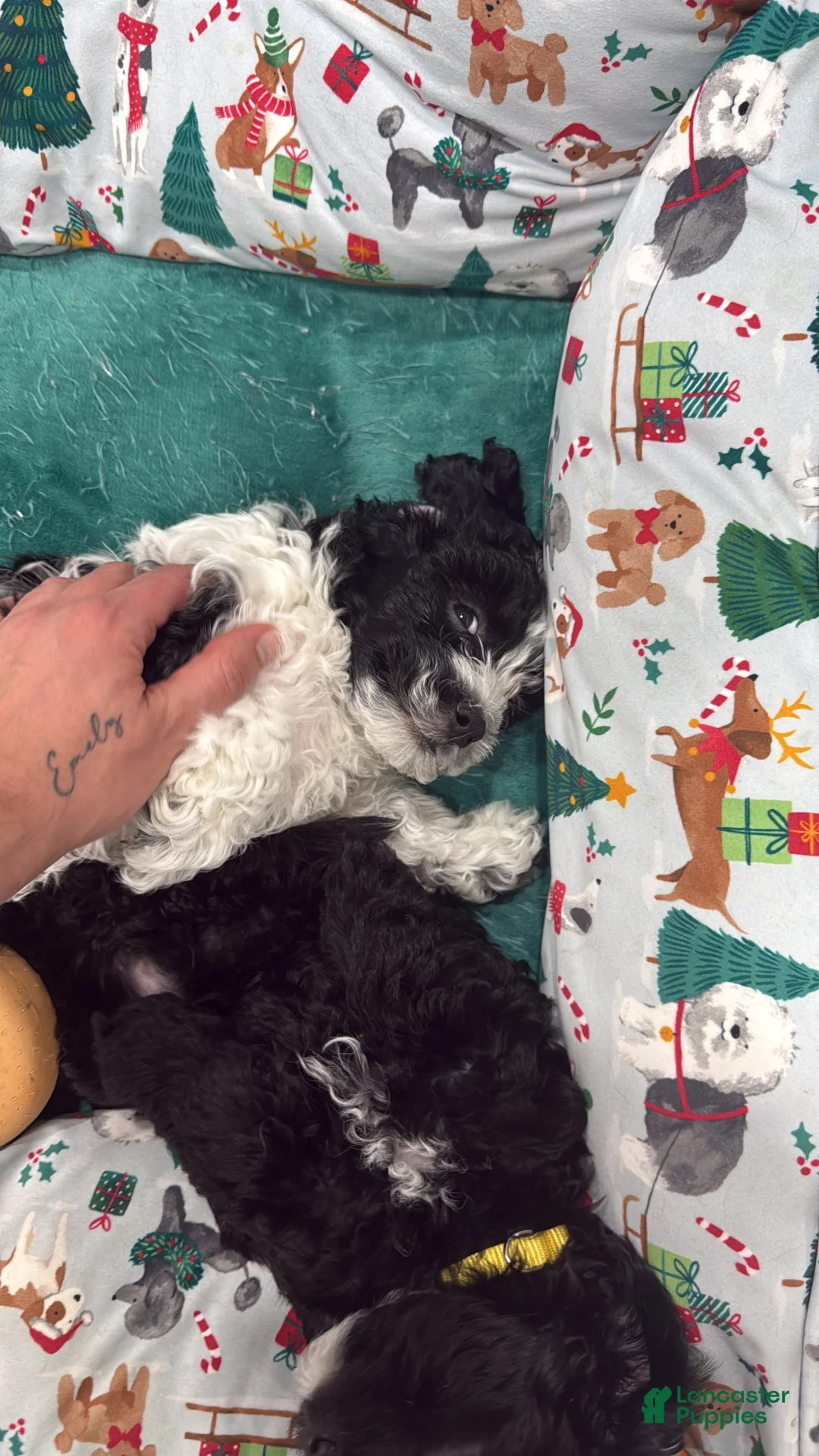 Mixed Breed dogs for sale: Noir  - Ad 7