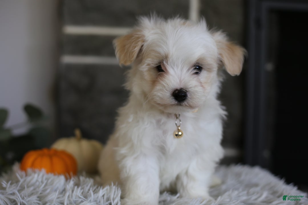 Maltipoo Puppies for sale Lancaster Puppies
