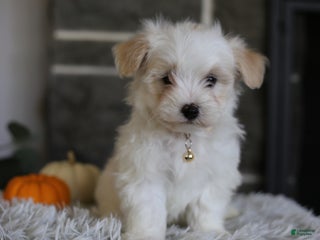 Maltipoo dogs - Ad 12