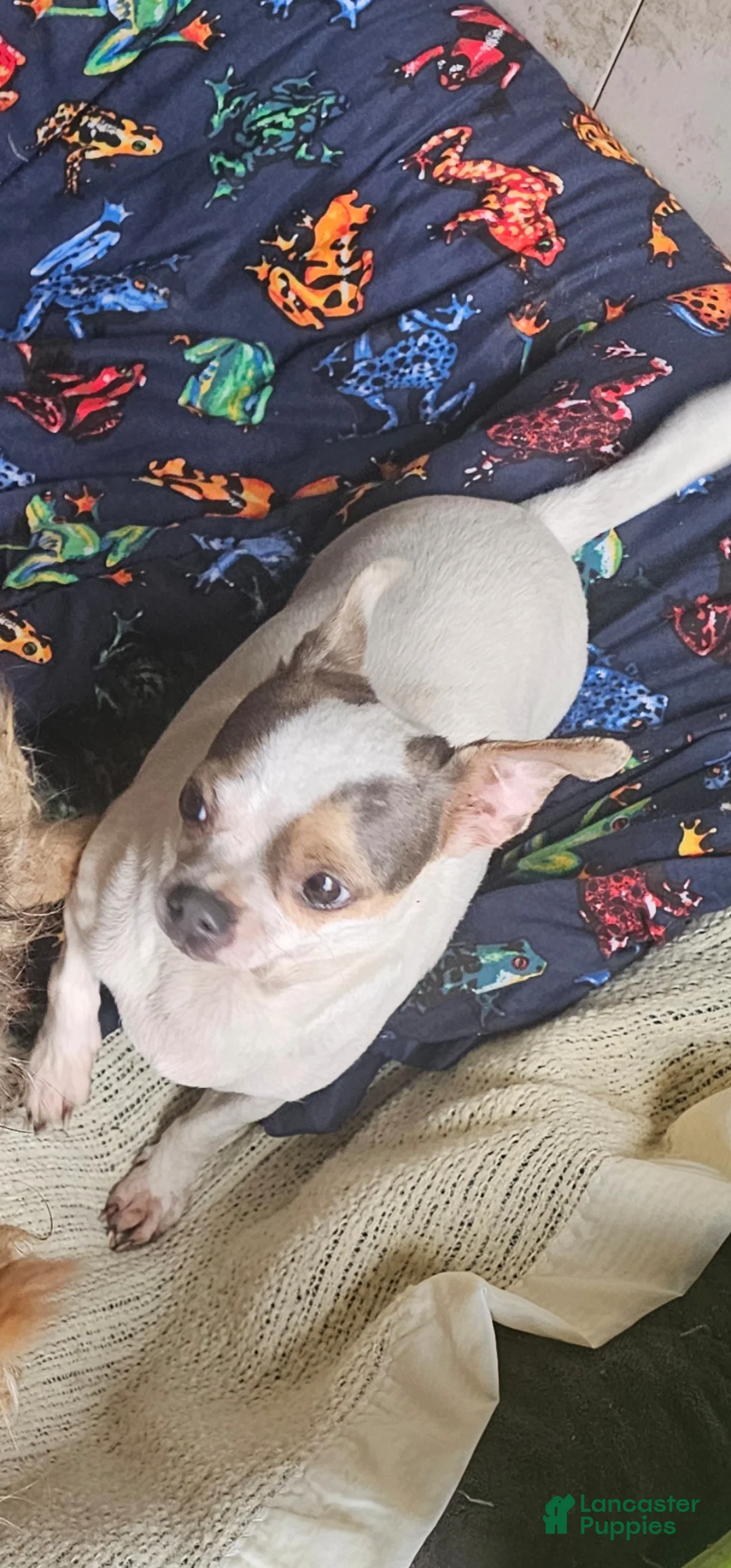 Mixed Breed dogs for sale: Rambo Frenchie Chihuahua - Ad 7