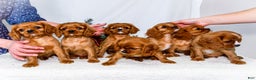 Cavalier King Charles Spaniel dogs for sale: Candy Cane - Ad 15