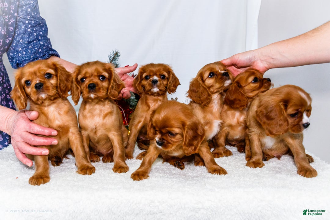 Cavalier King Charles Spaniel dogs for sale: Candy Cane - Ad 15
