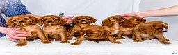 Cavalier King Charles Spaniel dogs for sale: Gingersnap - Ad 16