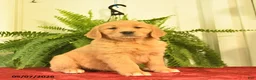 Golden Retriever dogs for sale: White Paws  - Ad 1