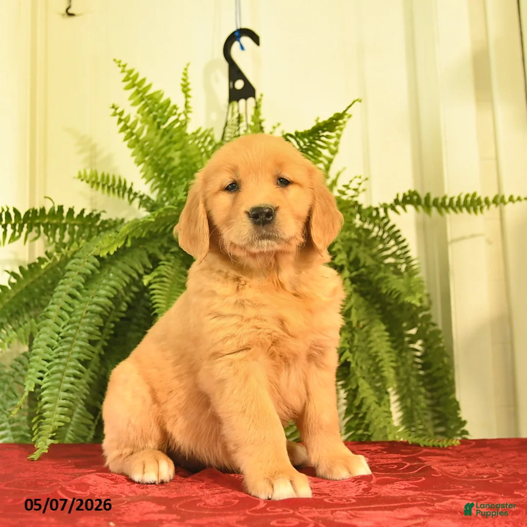 Golden Retriever dogs for sale: White Paws  - Ad 1