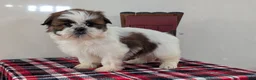 Shih Tzu dogs for sale: Charlie - Ad 3