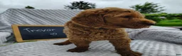 Mini Goldendoodle dogs for sale: Trevor - Ad 1