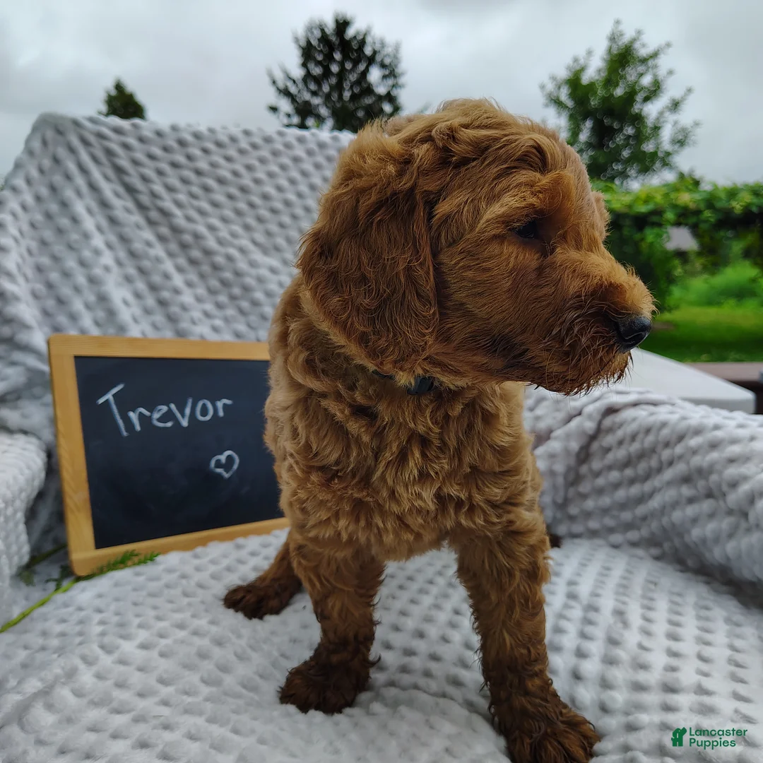 Mini Goldendoodle dogs for sale: Trevor - Ad 1