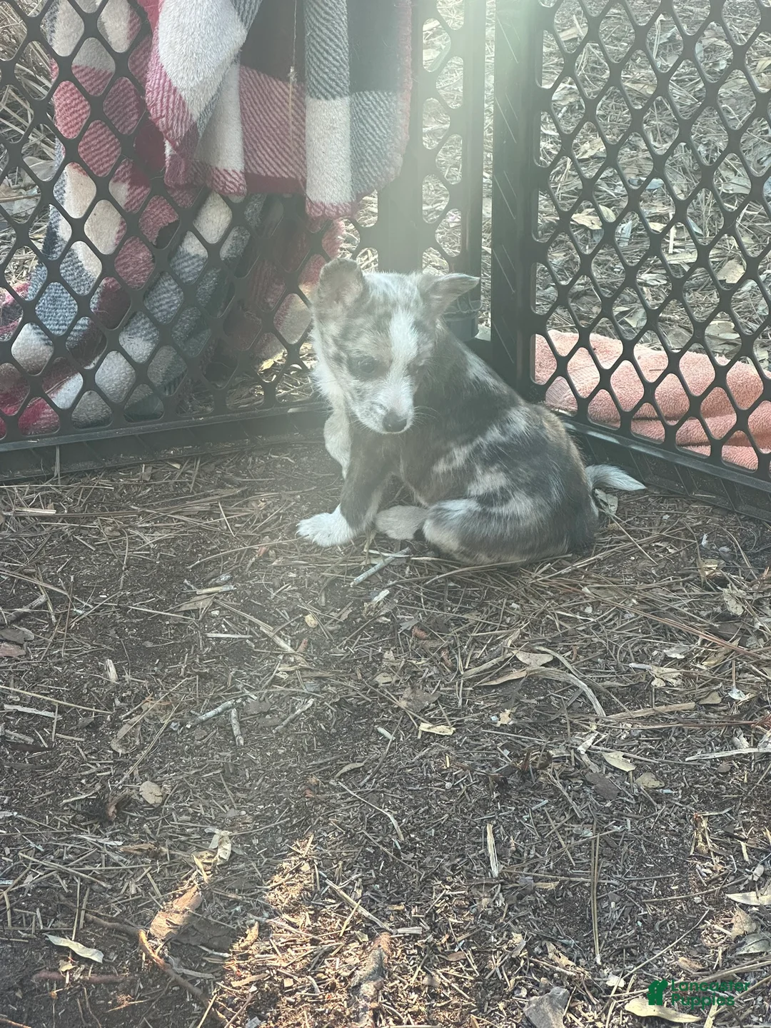 Mixed Breed dogs for sale: Mixed Breed Puppy 1 - Ad 2