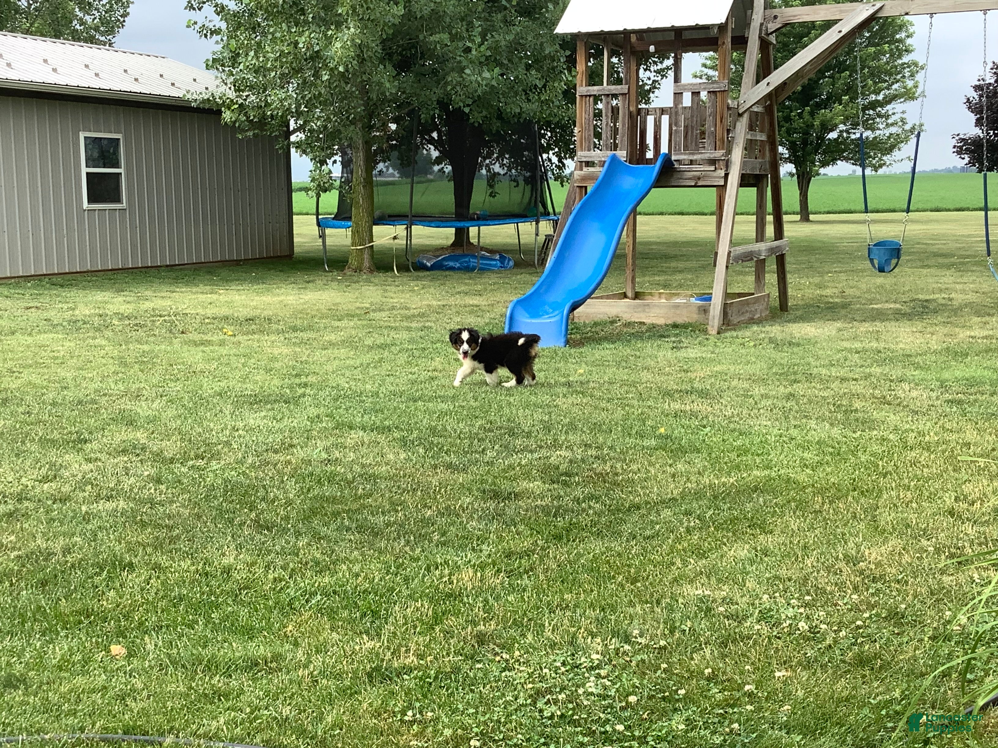 Miniature Australian Shepherd dogs Maggie - Ad 2