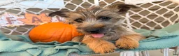 Cairn Terrier dogs for sale: Eli - Ad 3