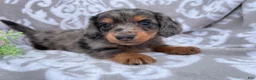 Miniature Dachshund dogs for sale: Flash - Ad 3