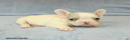 French Bulldog dogs for sale: Vernon - Ad 3