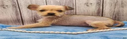 Mixed Breed dogs for sale: Dakota - Ad 1