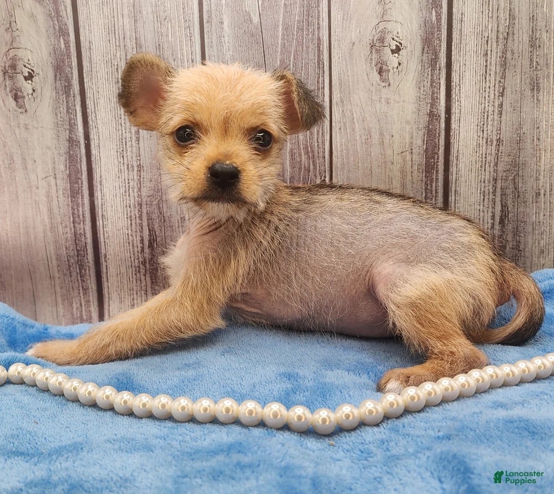 Mixed Breed dogs for sale: Dakota - Ad 1