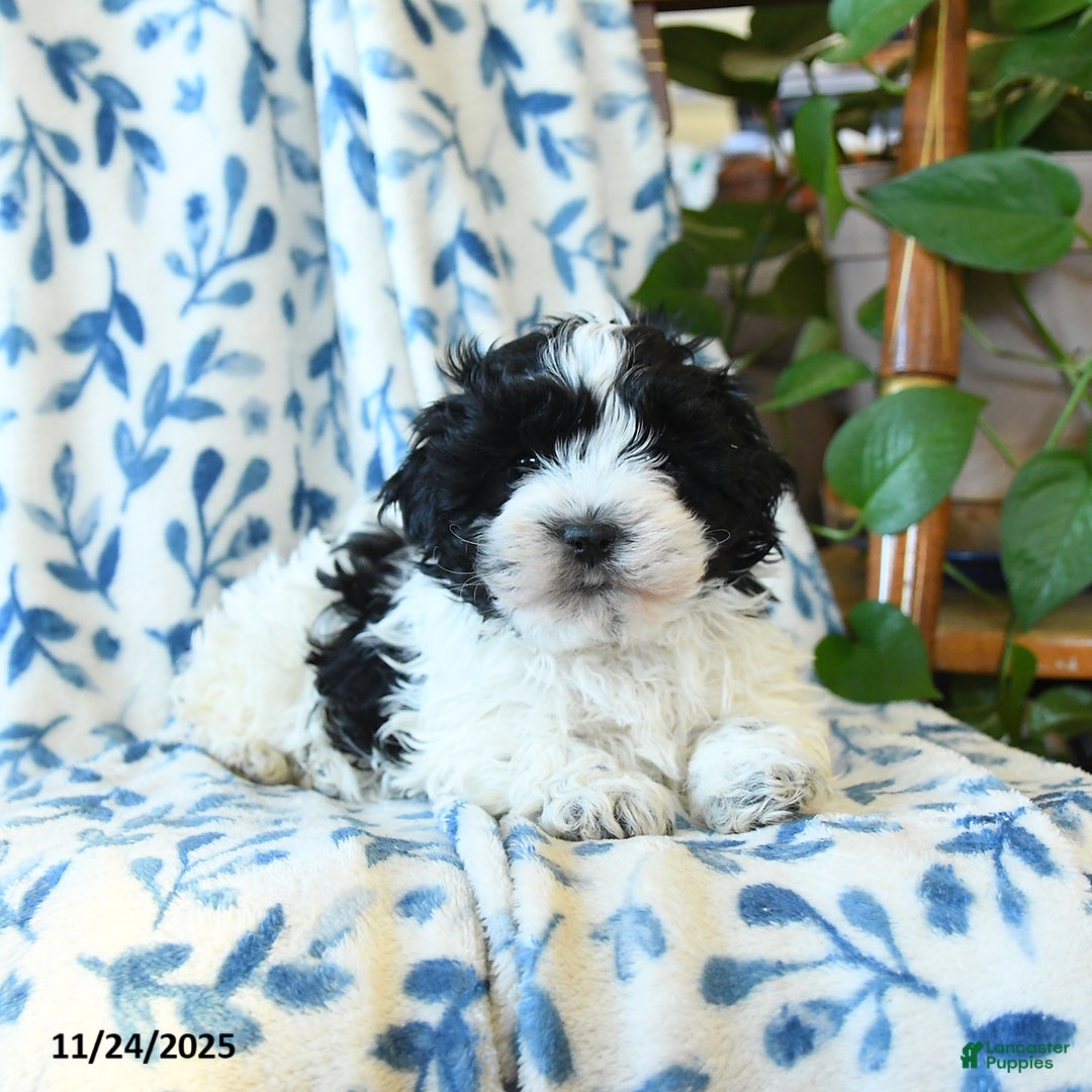 Havanese dogs for sale: Spot - Ad 3