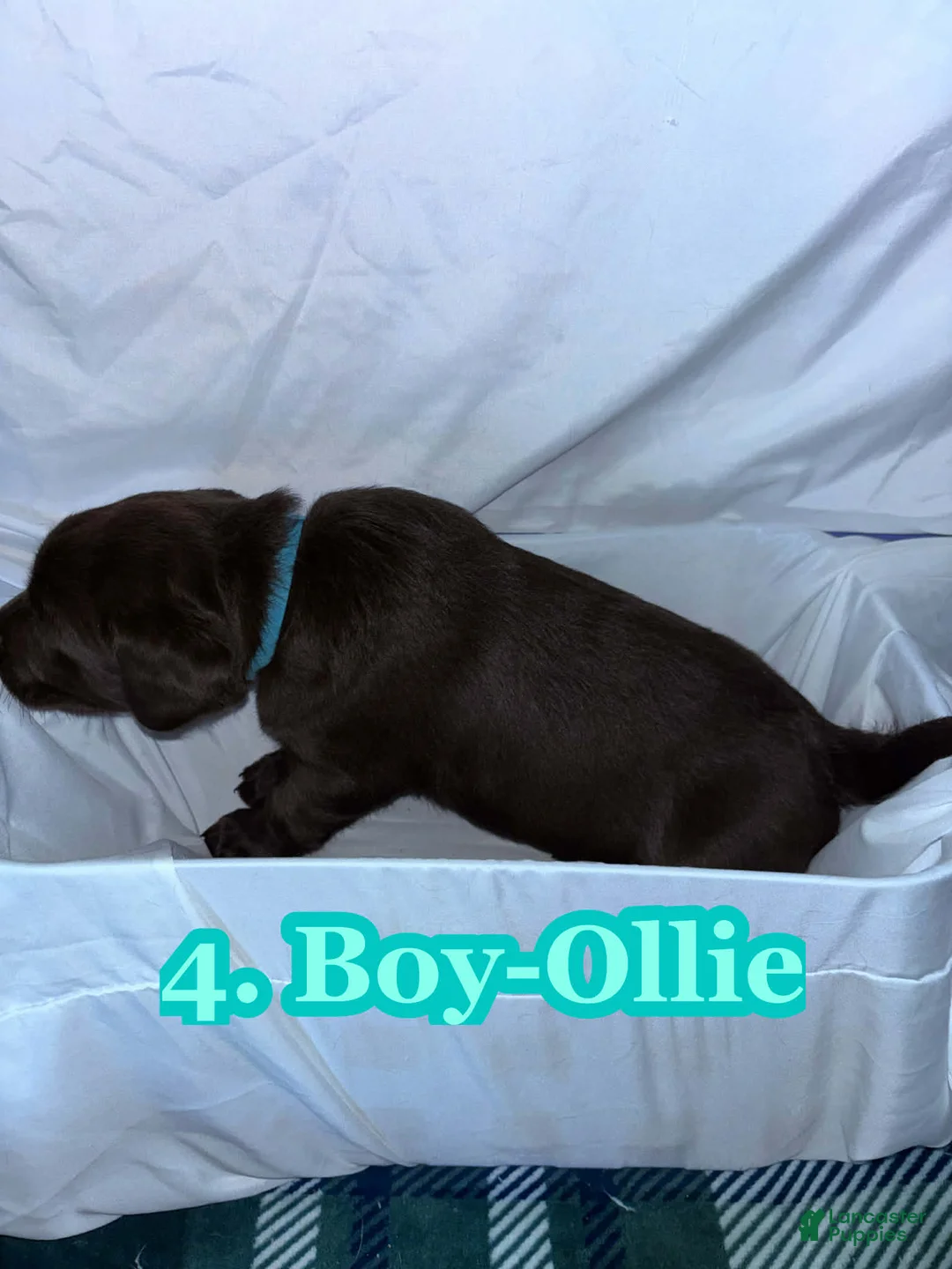 Labrador Retriever dogs for sale: Labrador Retriever Puppy 2 - Ad 2