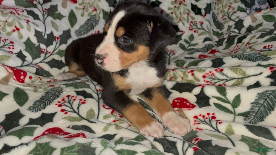 Greater Swiss Mountain Dog dogs for sale: Tinsel Town - Ad 7