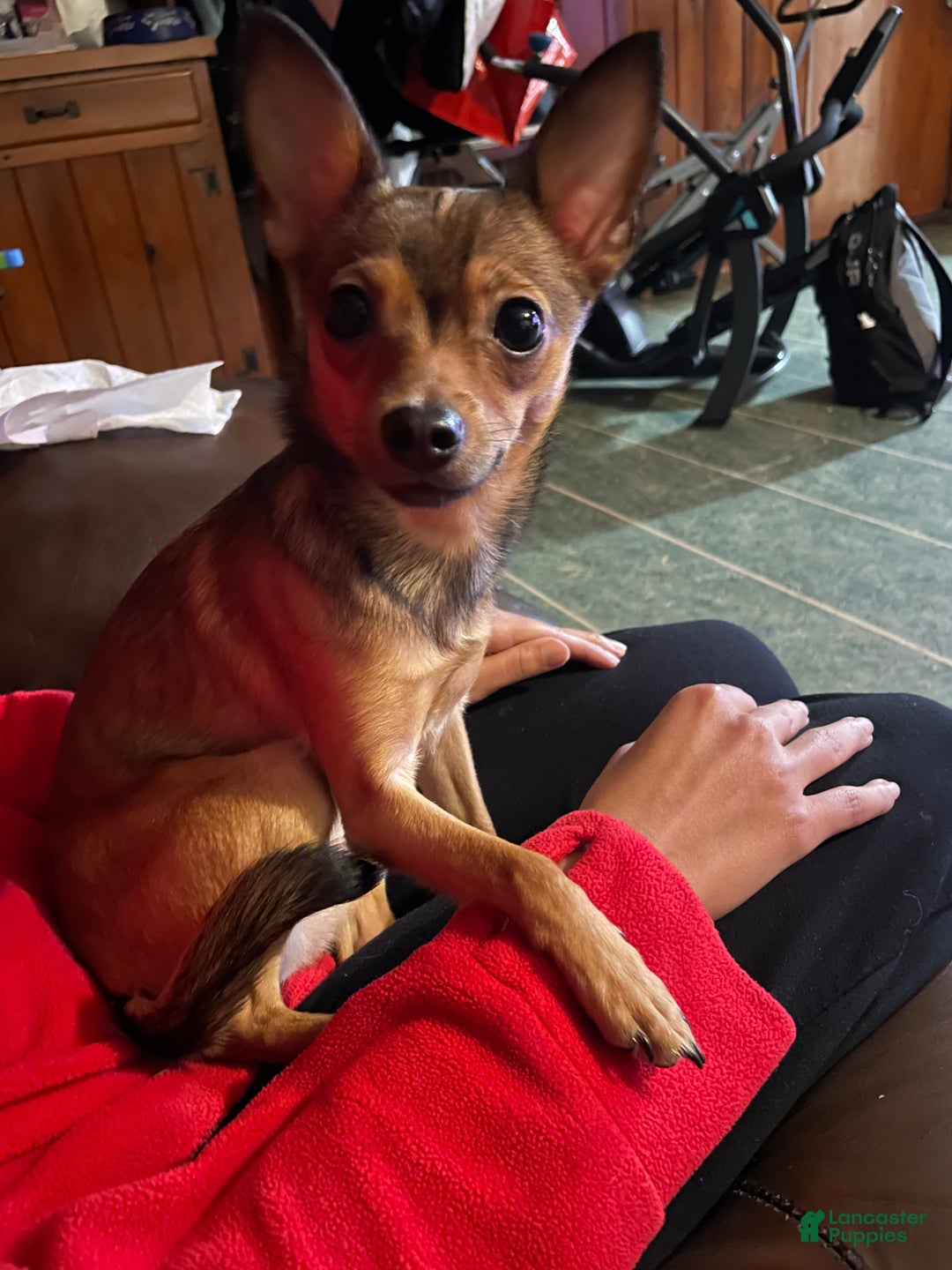 Pomchi dogs for sale: Sprite - Ad 4