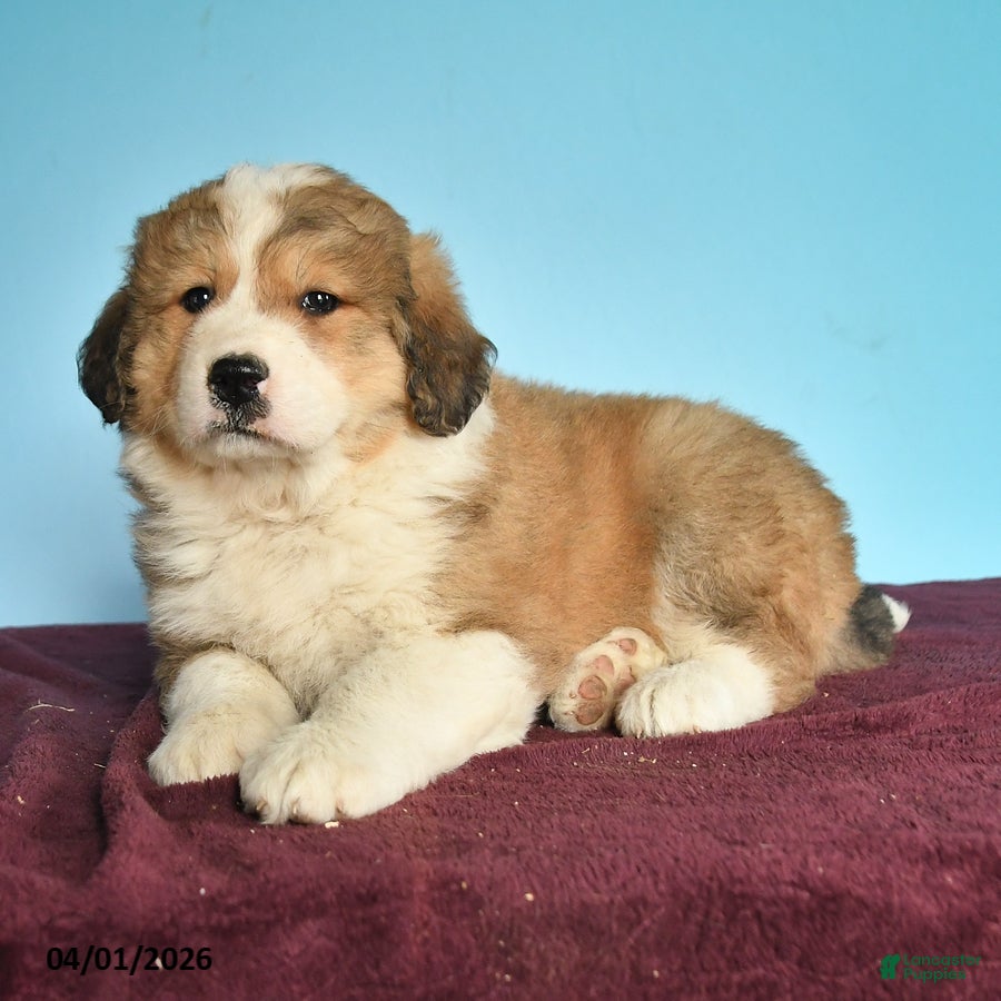 Mixed Breed dogs Cutie - Ad 2