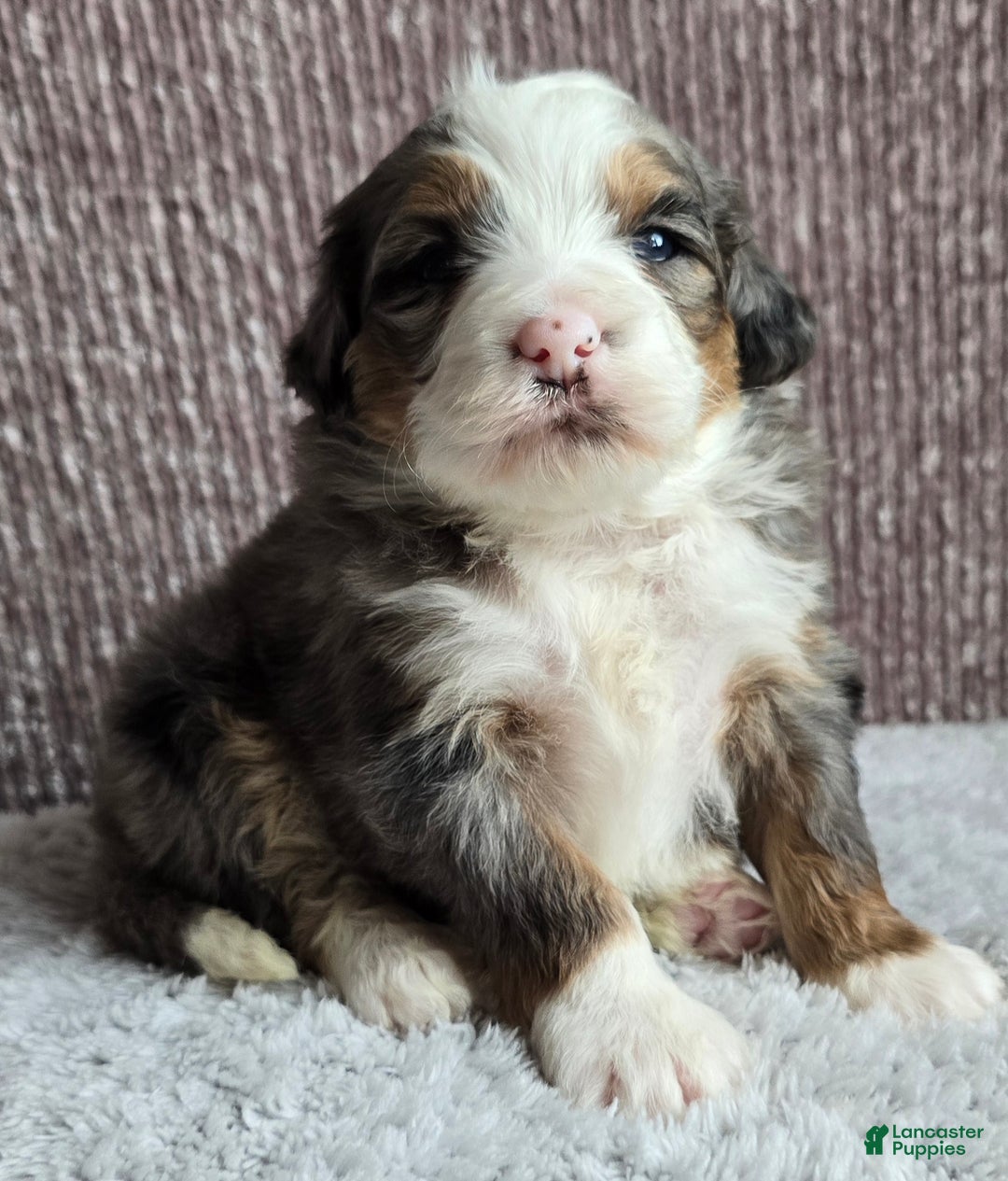 Mini Bernedoodle dogs for sale: Mini Oakley - Ad 9