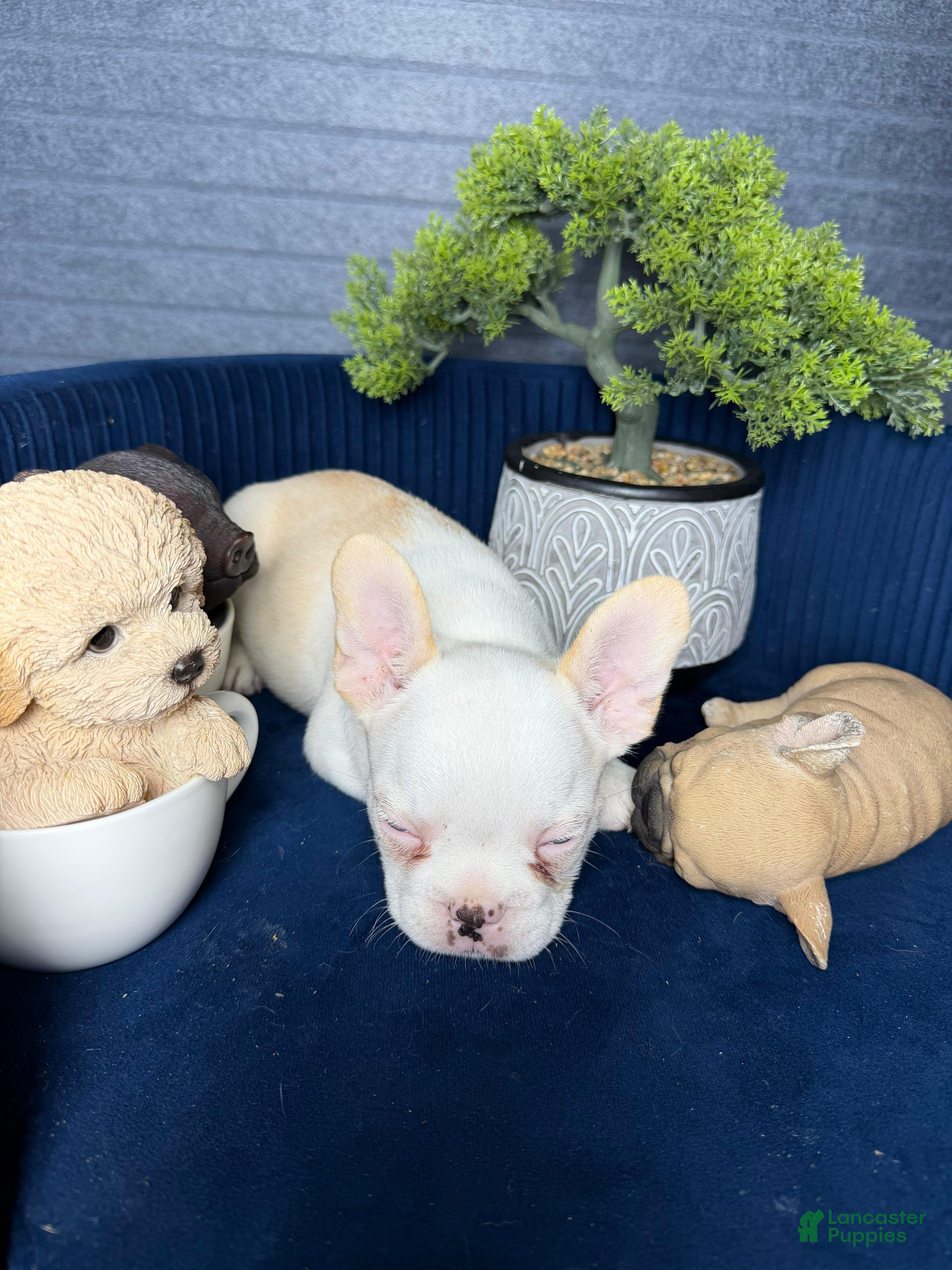 French Bulldog dogs French Bulldog Puppy 1 - Ad 1