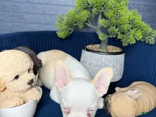 French Bulldog dogs for sale: French Bulldog boy lilo - Ad 4