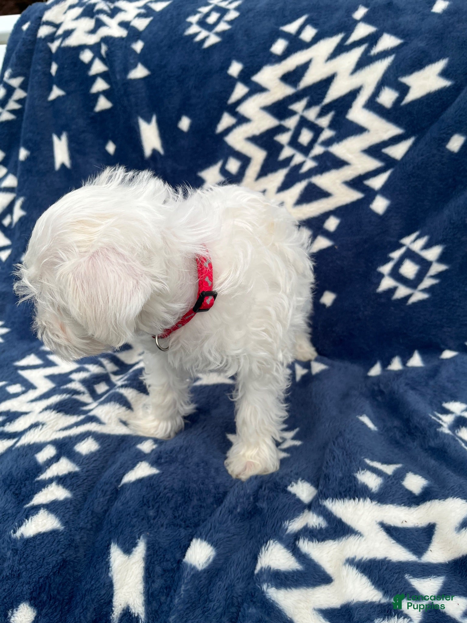 Miniature Schnauzer dogs AKC Daisy - Ad 2