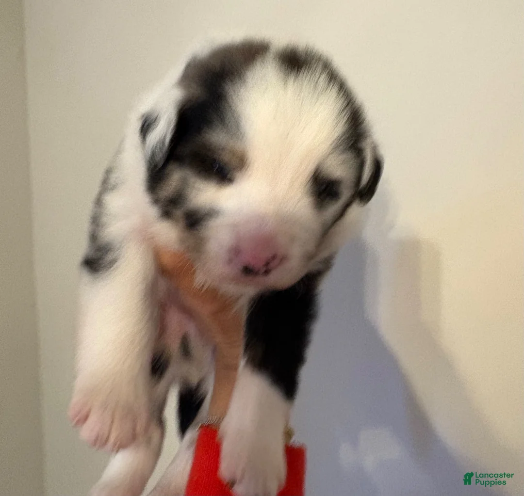 Australian Shepherd dogs for sale: Chaos - Ad 1