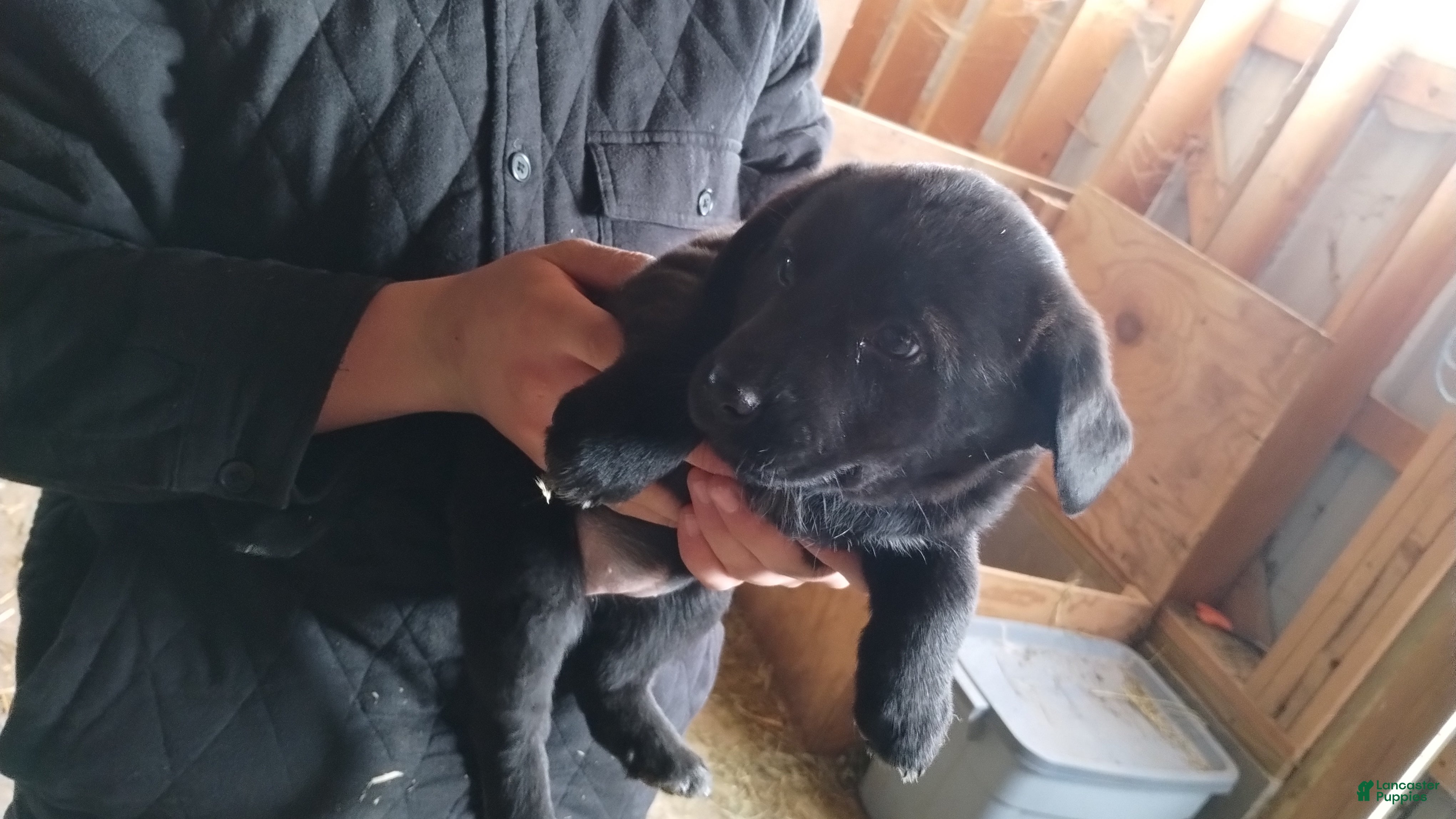 Mixed Breed dogs Riley - Ad 39