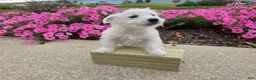 West Highland Terrier dogs for sale: Parker - Ad 2