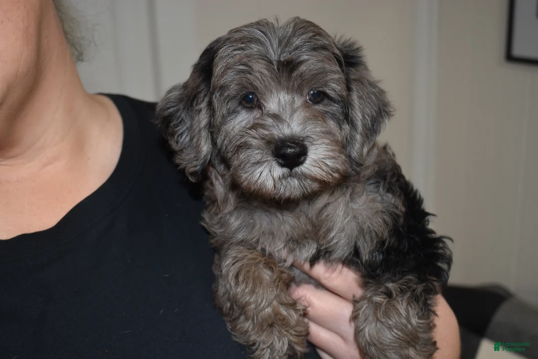 Mixed Breed dogs for sale: Mack - Ad 2