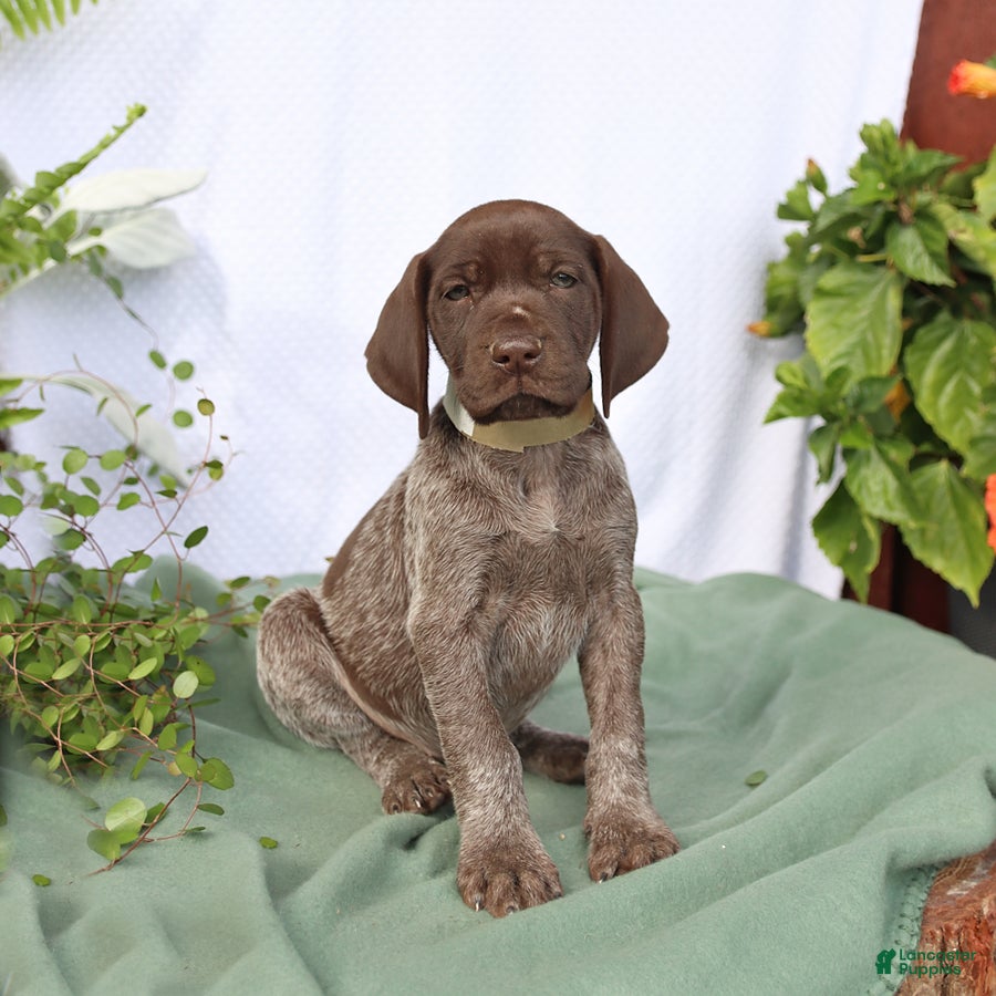 German Shorthaired Pointer dogs Melody - Ad 1