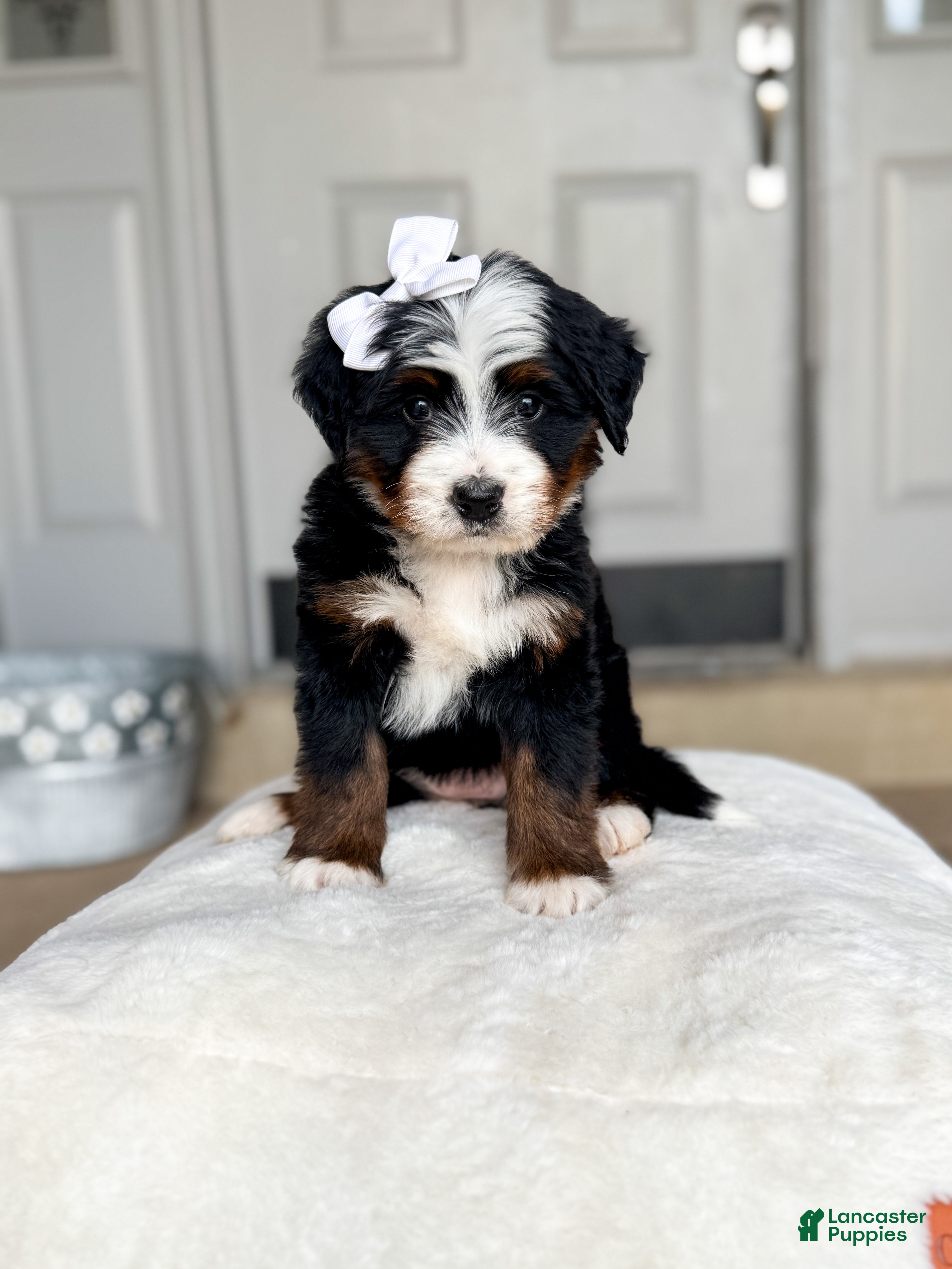 Bernedoodle dogs Catalina - Ad 8