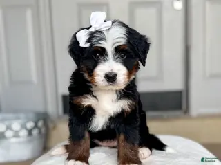 Bernedoodle dogs Catalina - Ad 8