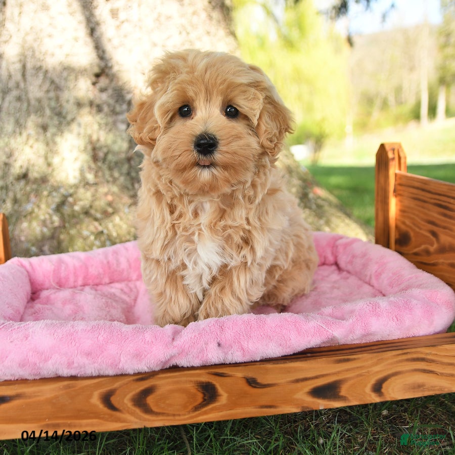 Maltipoo dogs Kade - Ad 1