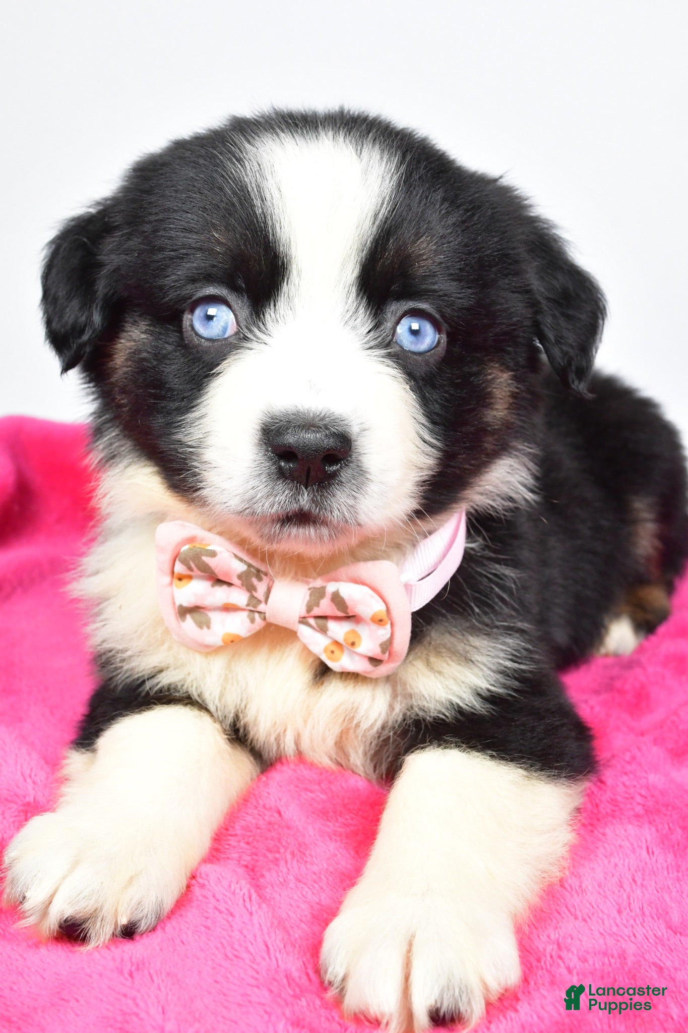 Miniature Australian Shepherd dogs Olivia - Ad 2