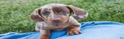 Dachshund dogs for sale: Latte - Ad 8