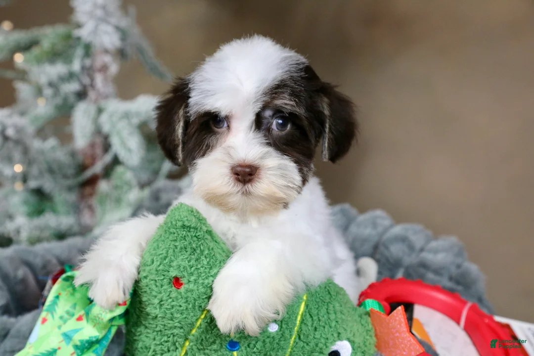 Havanese dogs for sale: Fruitcake - Ad 2