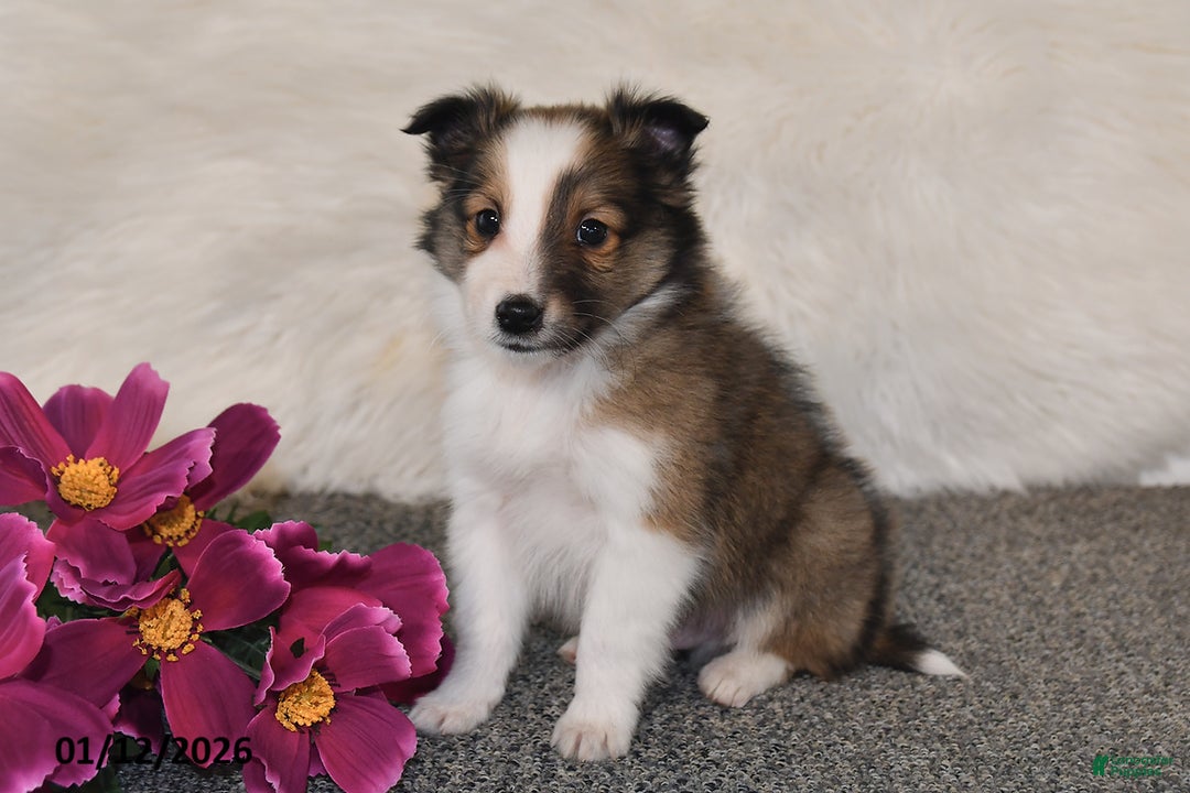 Shetland Sheepdog dogs for sale: Silas - Ad 1